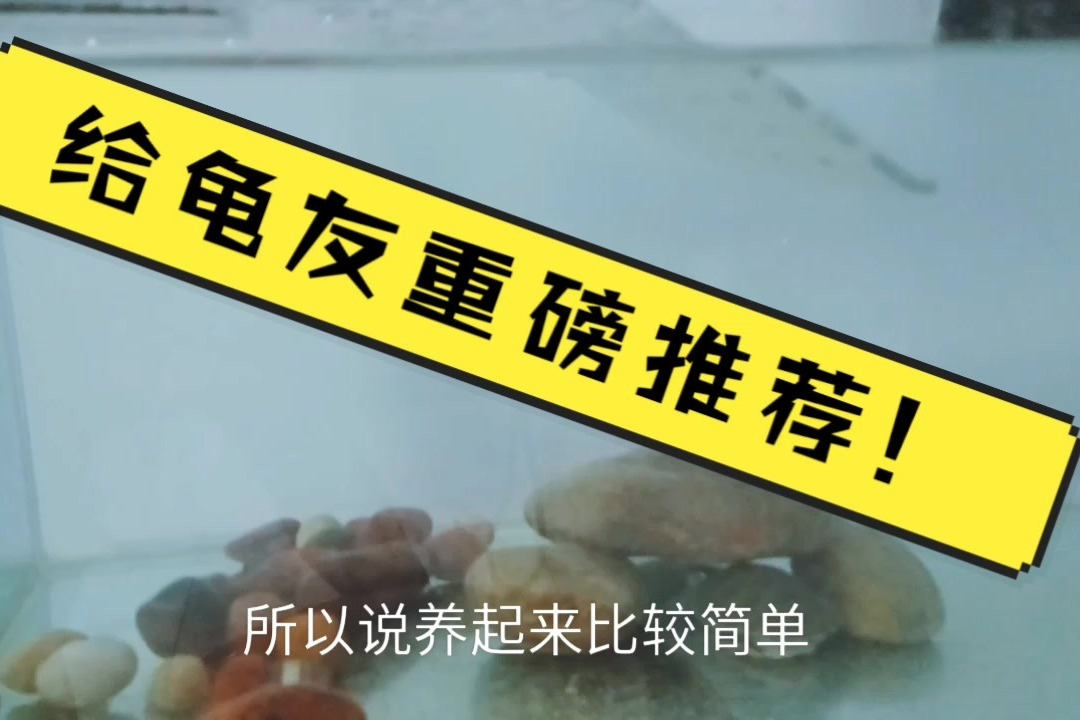 小王给大家推荐很好养的锦龟，晒视频记录，还有相关小知识
