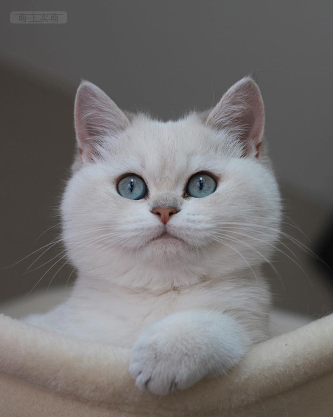 银渐层英国短毛猫也是非常非常漂亮可爱的