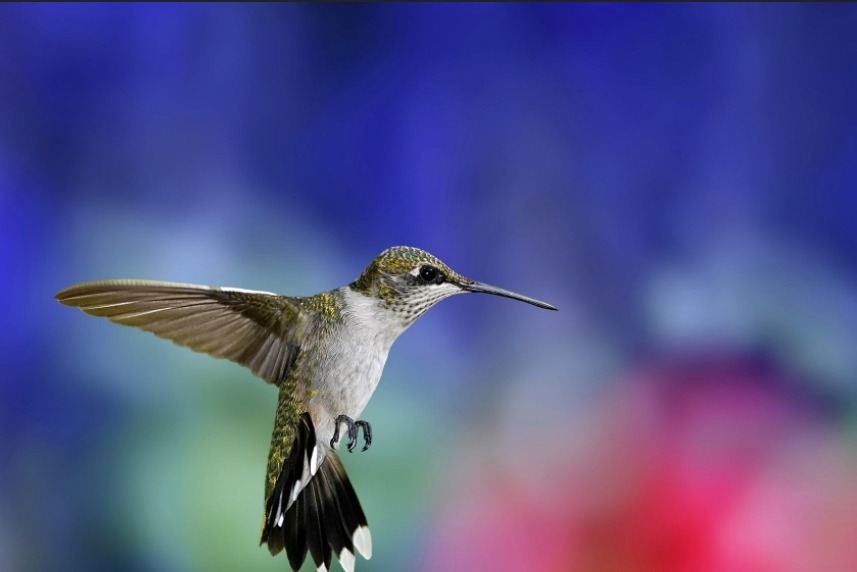 朱红蜂鸟的头部颜色可以变换