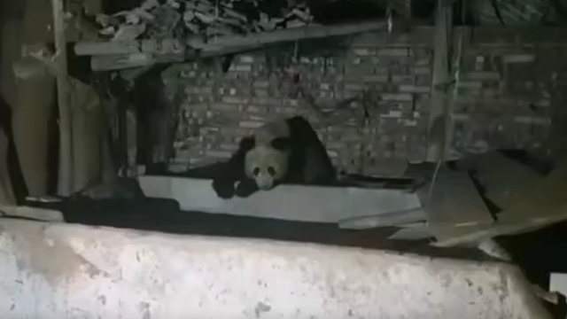 你“宅家”避疫情，他却在家“养”起了国宝！