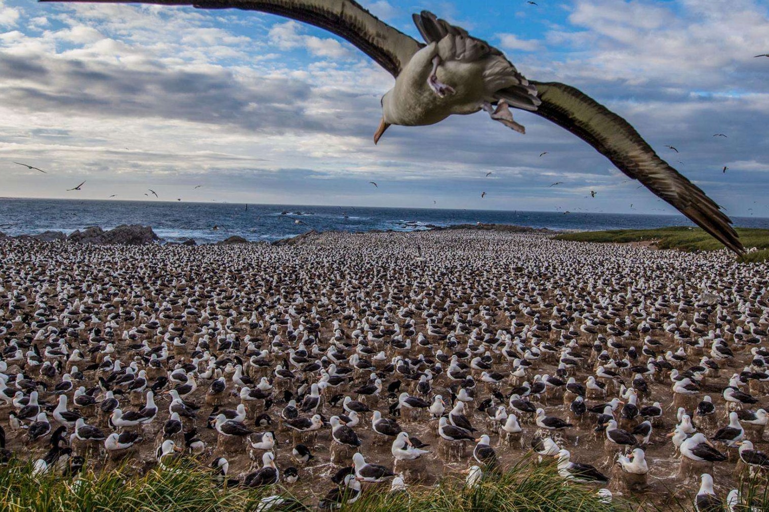 二战时期最特殊的战役，美军遭大批鸟群攻击，结果只能撤军