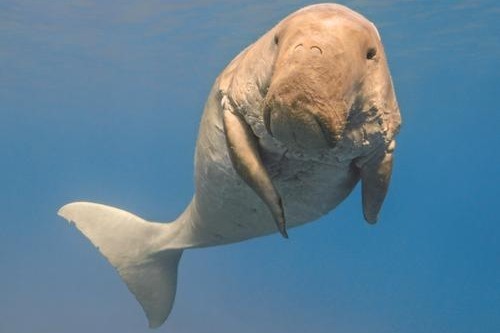 儒艮又称美人鱼,是海洋中唯一的素食者,数量已极为稀少