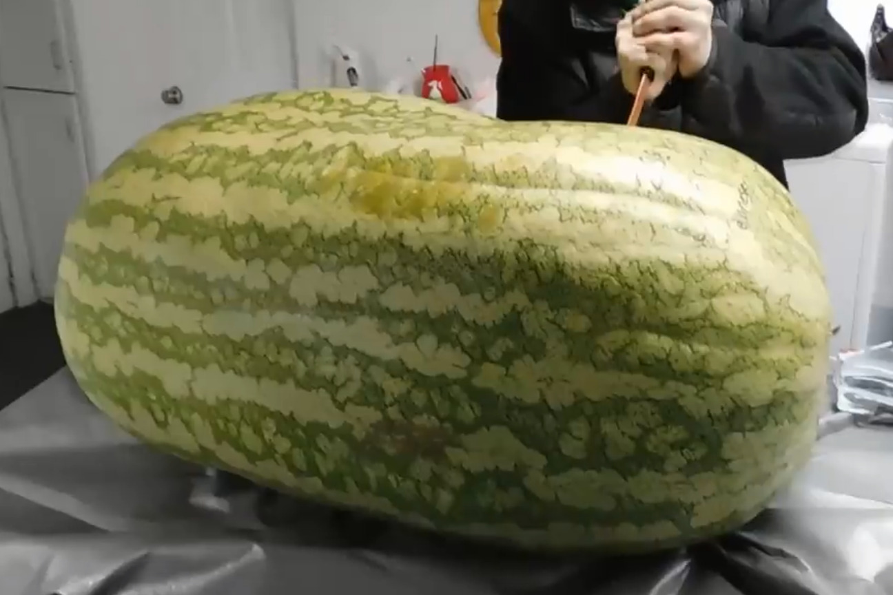 切开260斤的超大西瓜,和普通西瓜大不一样,切开都费劲