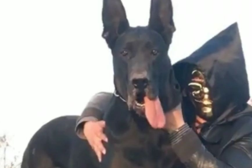 威风八面的中国黑狼犬，原是地狱使者的坐骑，镇压魔鬼的黑暗神兽