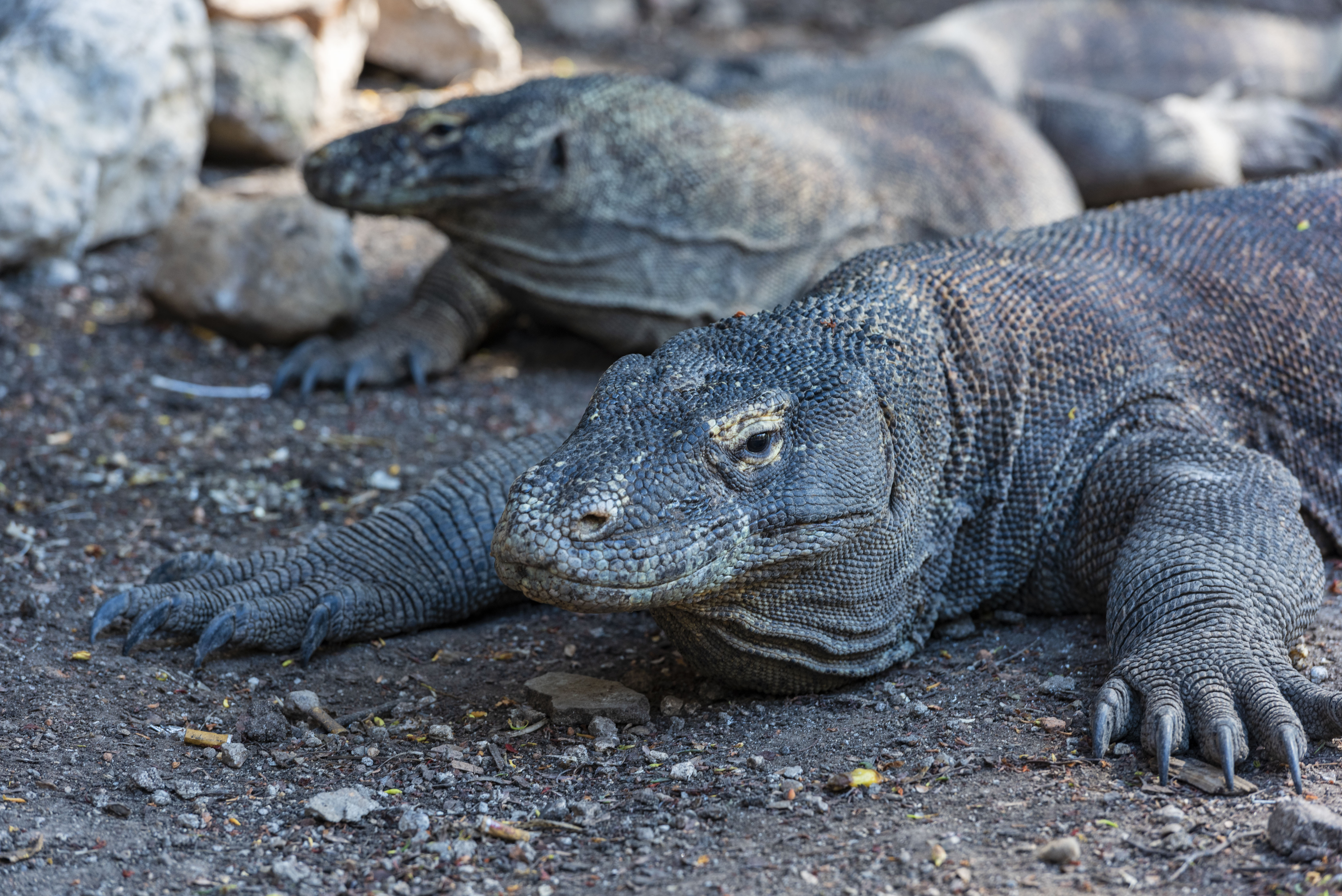 科莫多龙唾液中有近五十种病毒,被咬后如何自救?__凤凰网