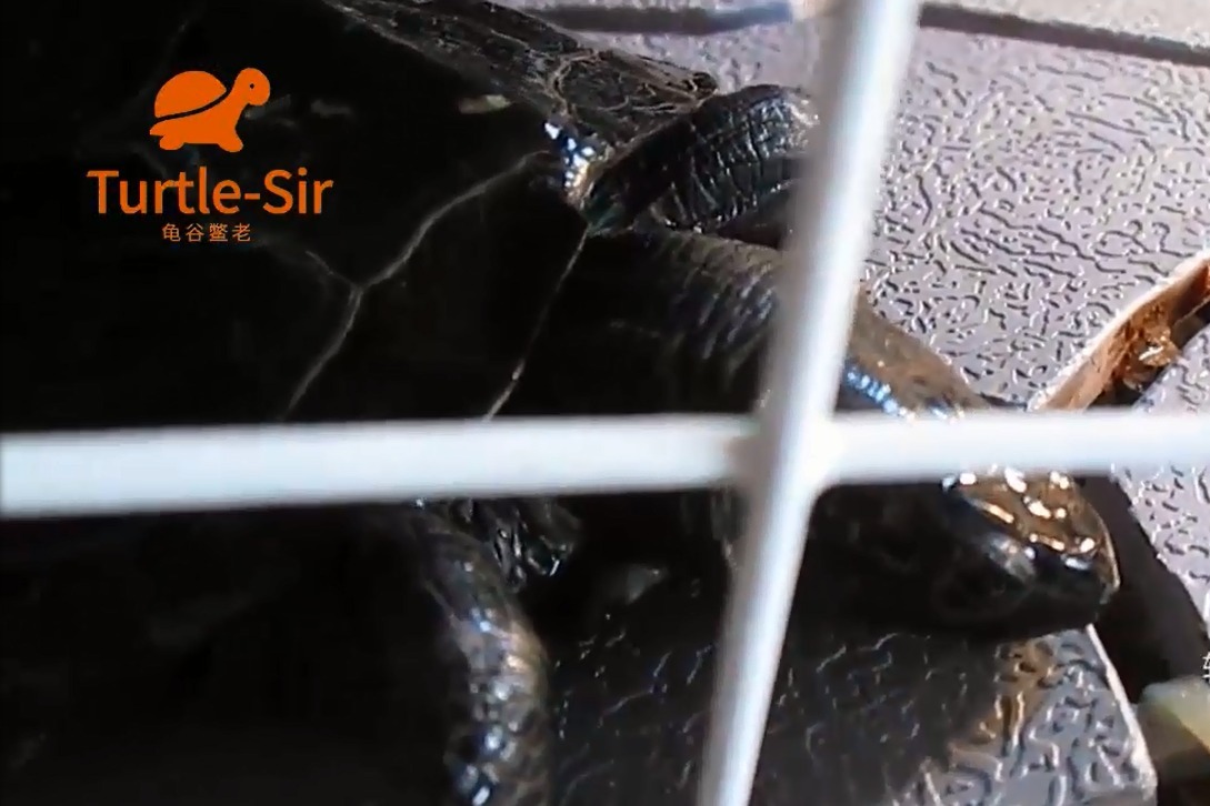 中华草龟-墨龟胆子还是真的小「龟谷鳖老」