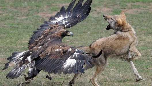 犀牛力搏大象争地盘,胜负是没有悬念的