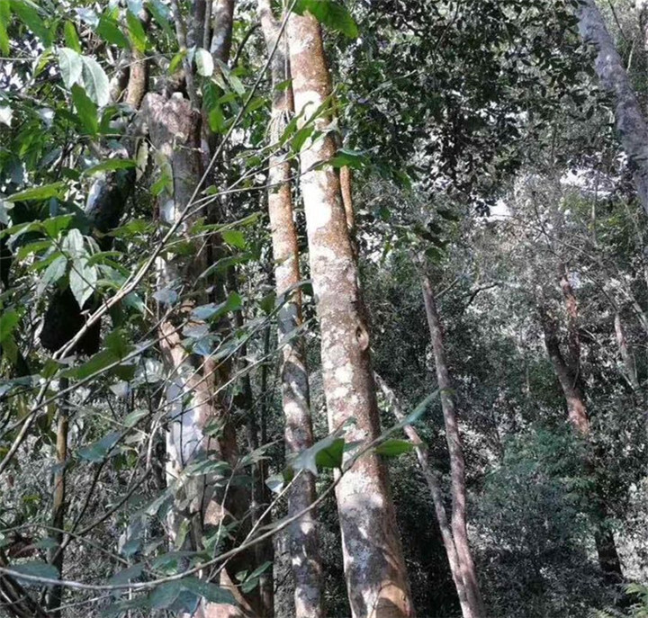 普洱茶十大名山名寨刮风寨