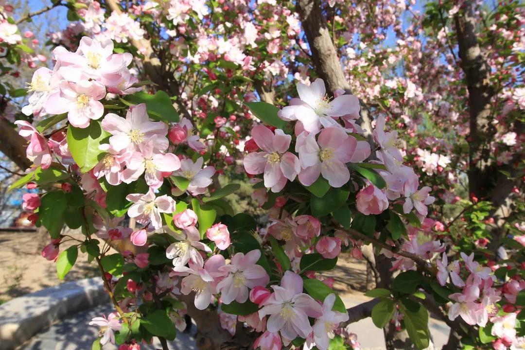 2020的春天,陆游带我们游成都__凤凰网