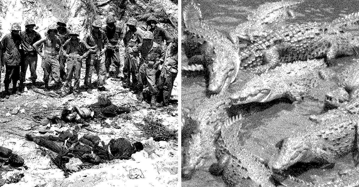 揭秘二战时期近千名日军被万条鳄鱼吃掉的真相