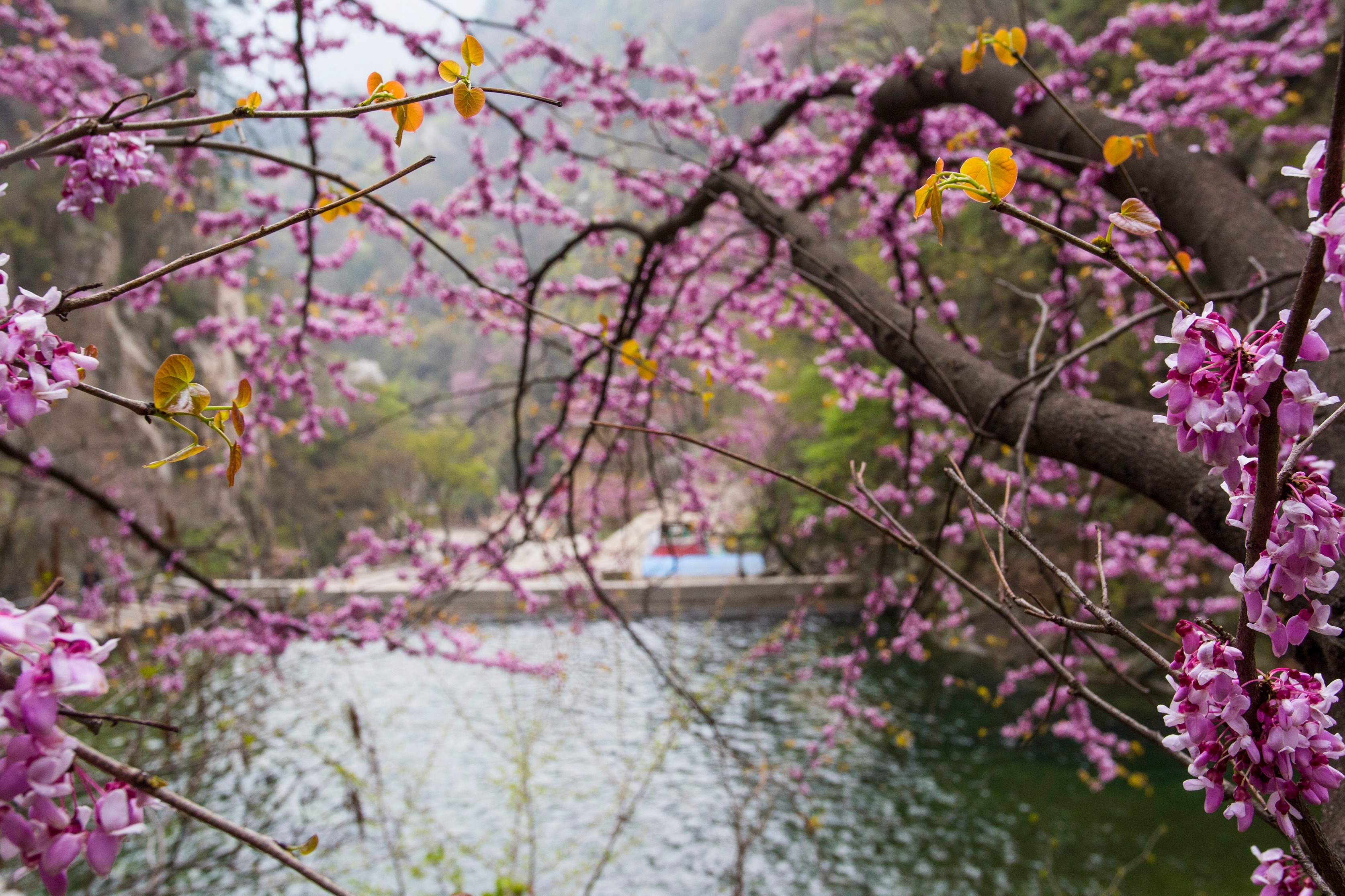 紫荆花开一一山花浪漫属尧山
