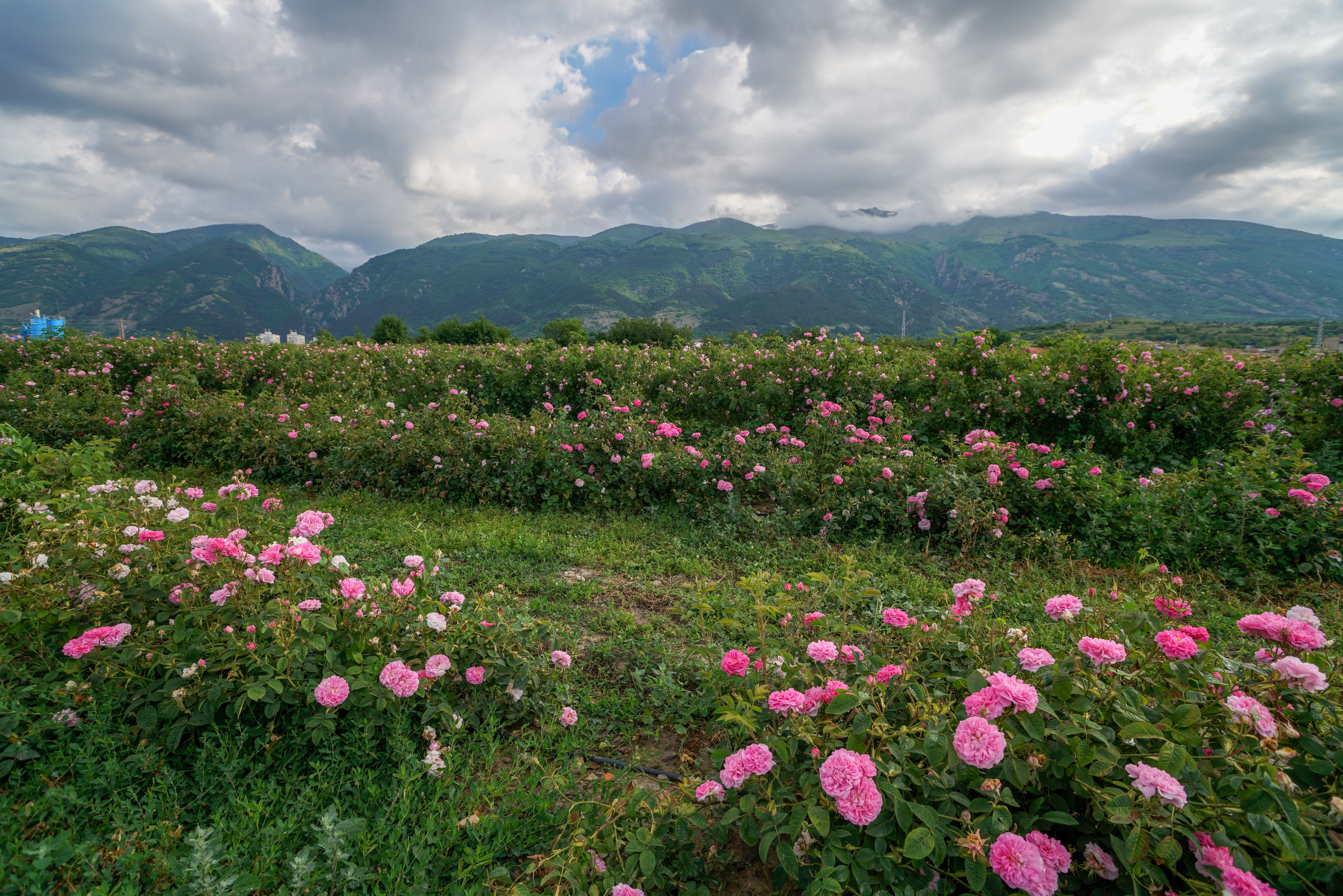 带有芳香的节日——保加利亚玫瑰节