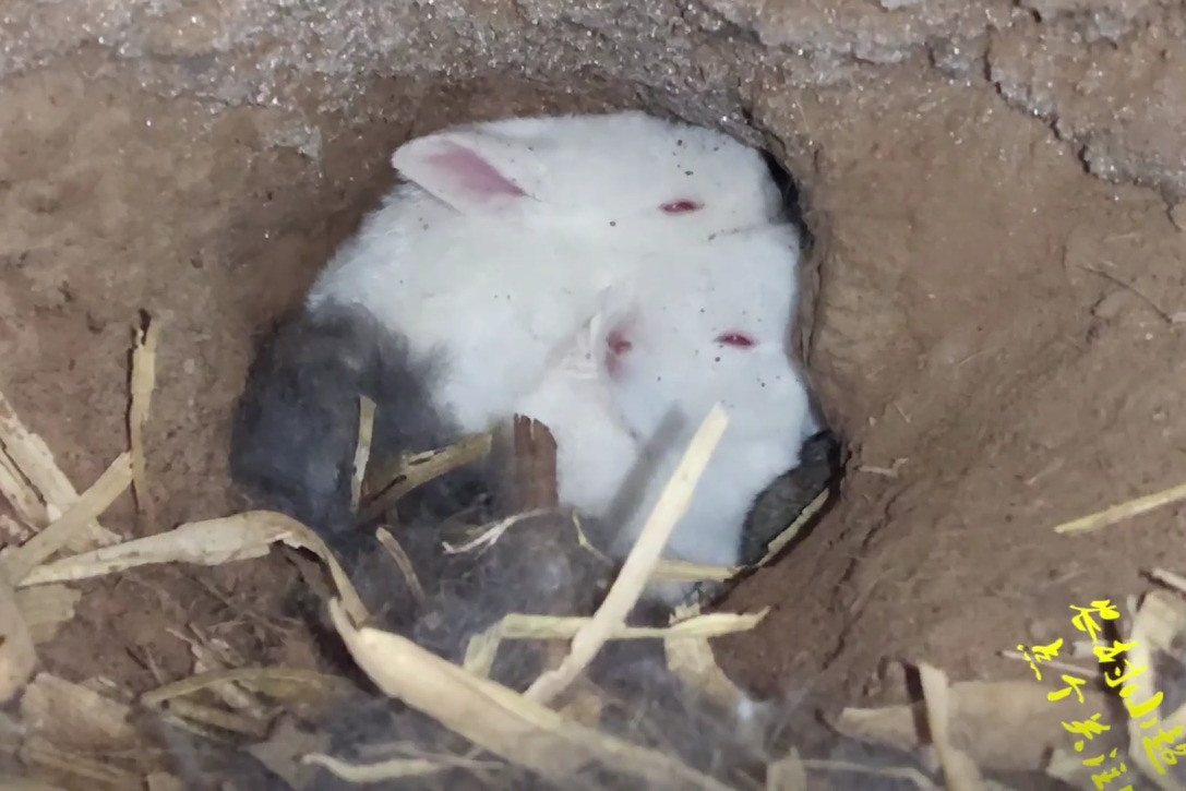 母兔打洞生育小兔，今天小伙把地洞打开了，来看一下洞内的小兔