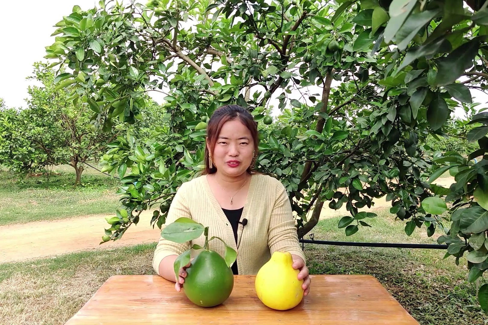 柚子夫妇：揭秘青柚与黄皮柚的6大区别