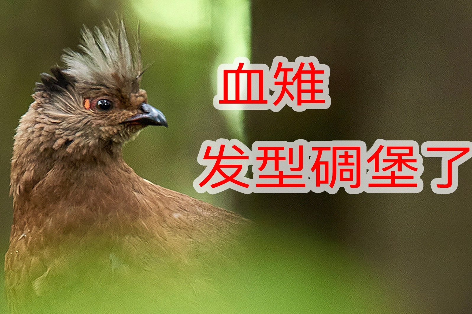 血雉：我不是杀马特，我是丰容盛鬋