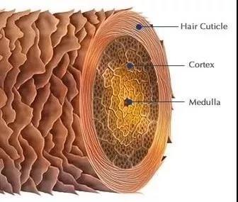 表皮层,皮质层,髓质层 其中表皮层中含有鳞状物质,我们称为毛鳞片