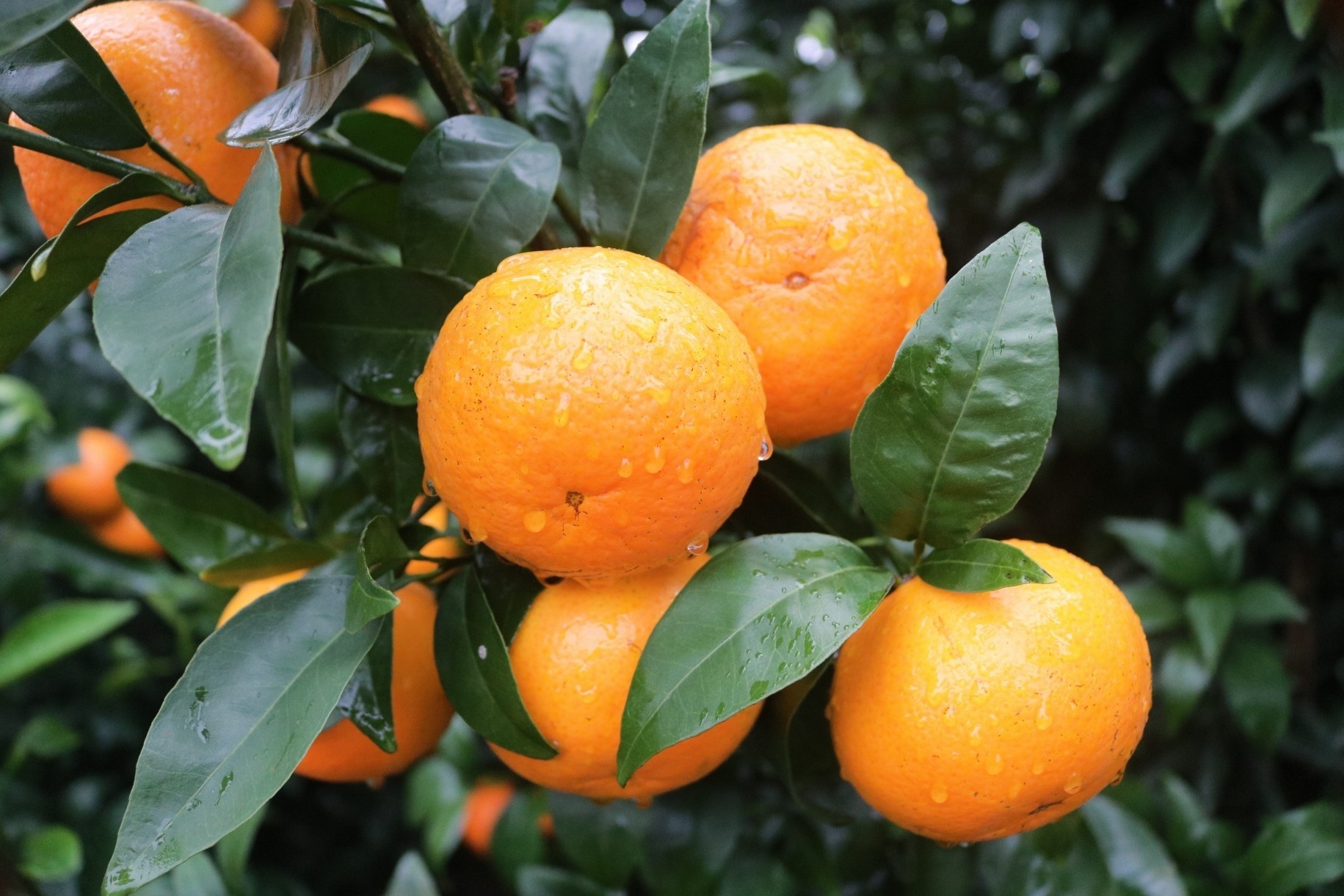 柑橘保鲜要趁早，沃柑不适宜冷藏储备，果农必看储存措施建议！