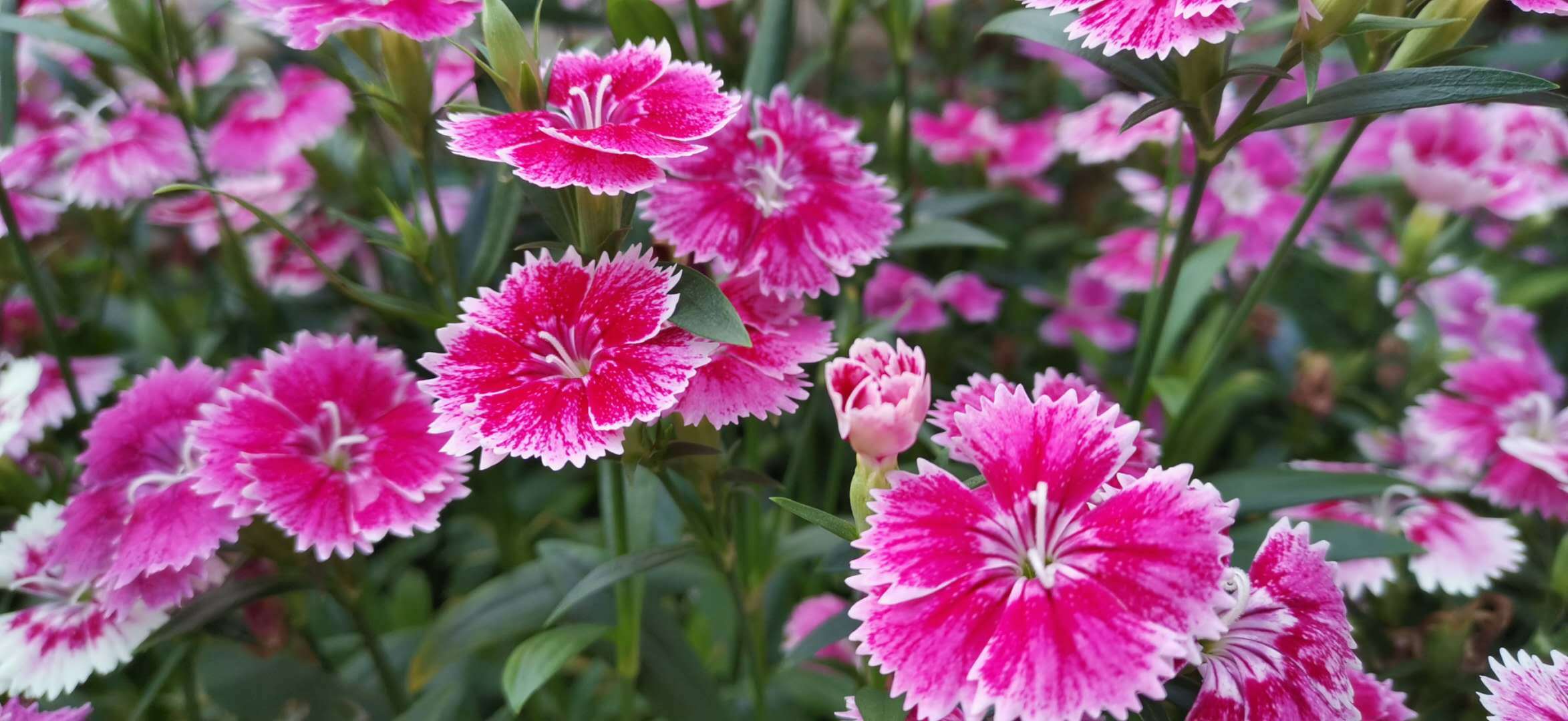 吉安视觉:色彩斑斓的石竹花吉安视觉:色彩斑斓的石竹