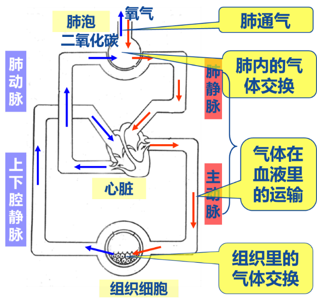 人体瞬间气化的原理图片