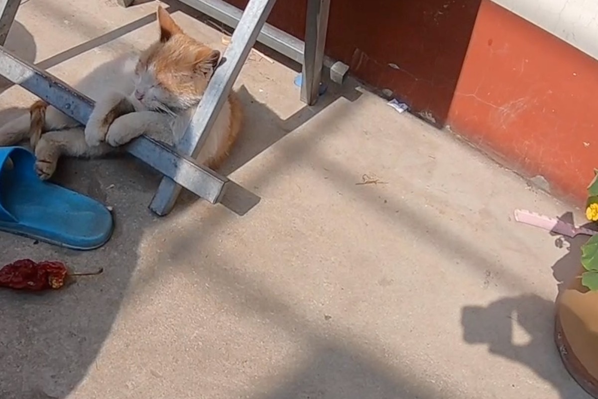 这是我看过最会享受的猫，姿势像白领，表情像贵妇