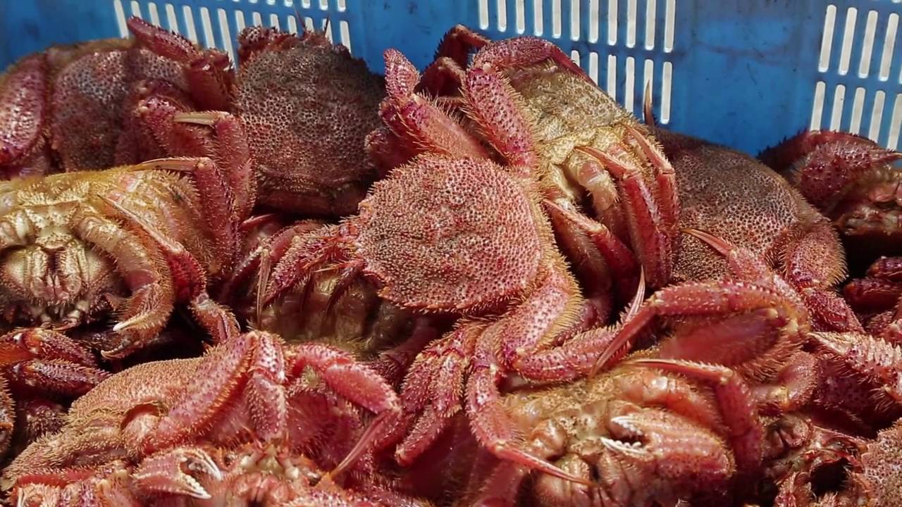 日本北海道渔民回收蟹笼收获成桶肥美红毛蟹
