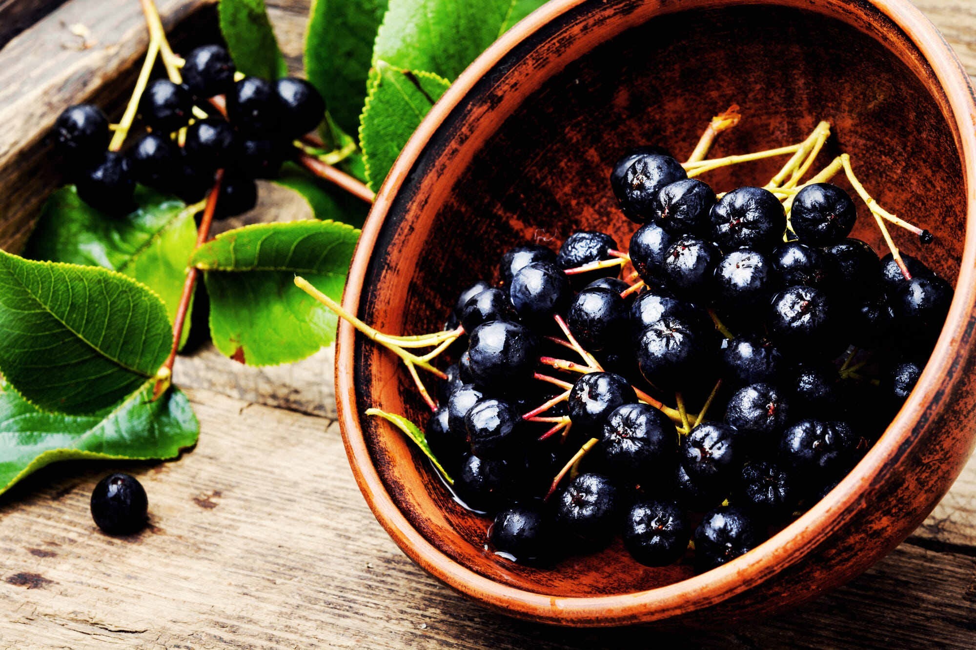 为什么野樱莓能够保护改善视觉系统?