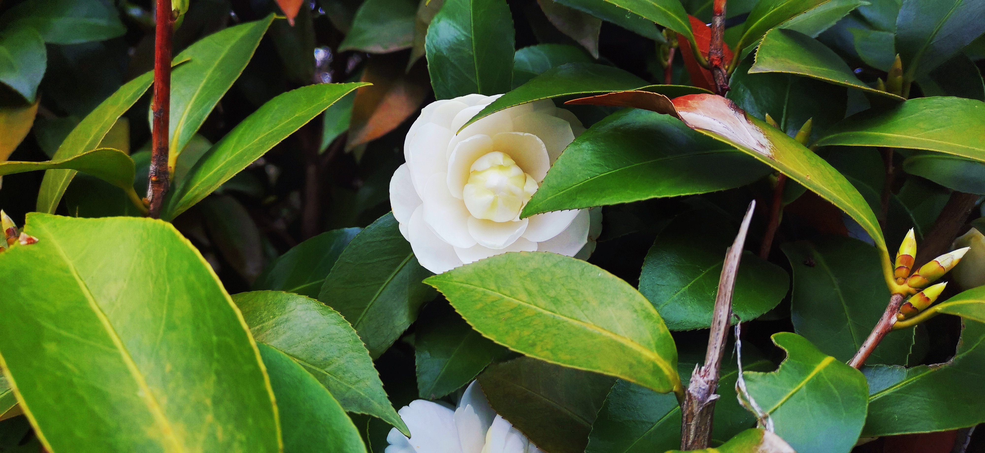 吉安视觉白色山茶花洁白温润
