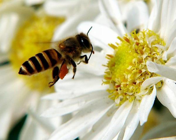 蜂蜜中花粉含量可判断蜂蜜的真假优劣 凤凰网