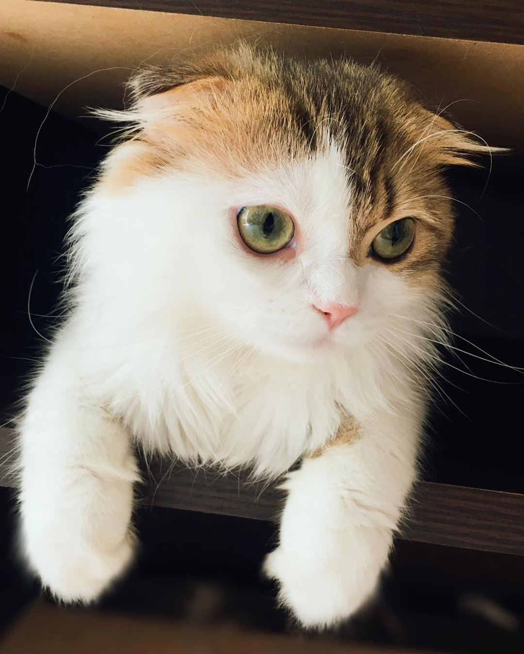 可爱的猫眼睛图片