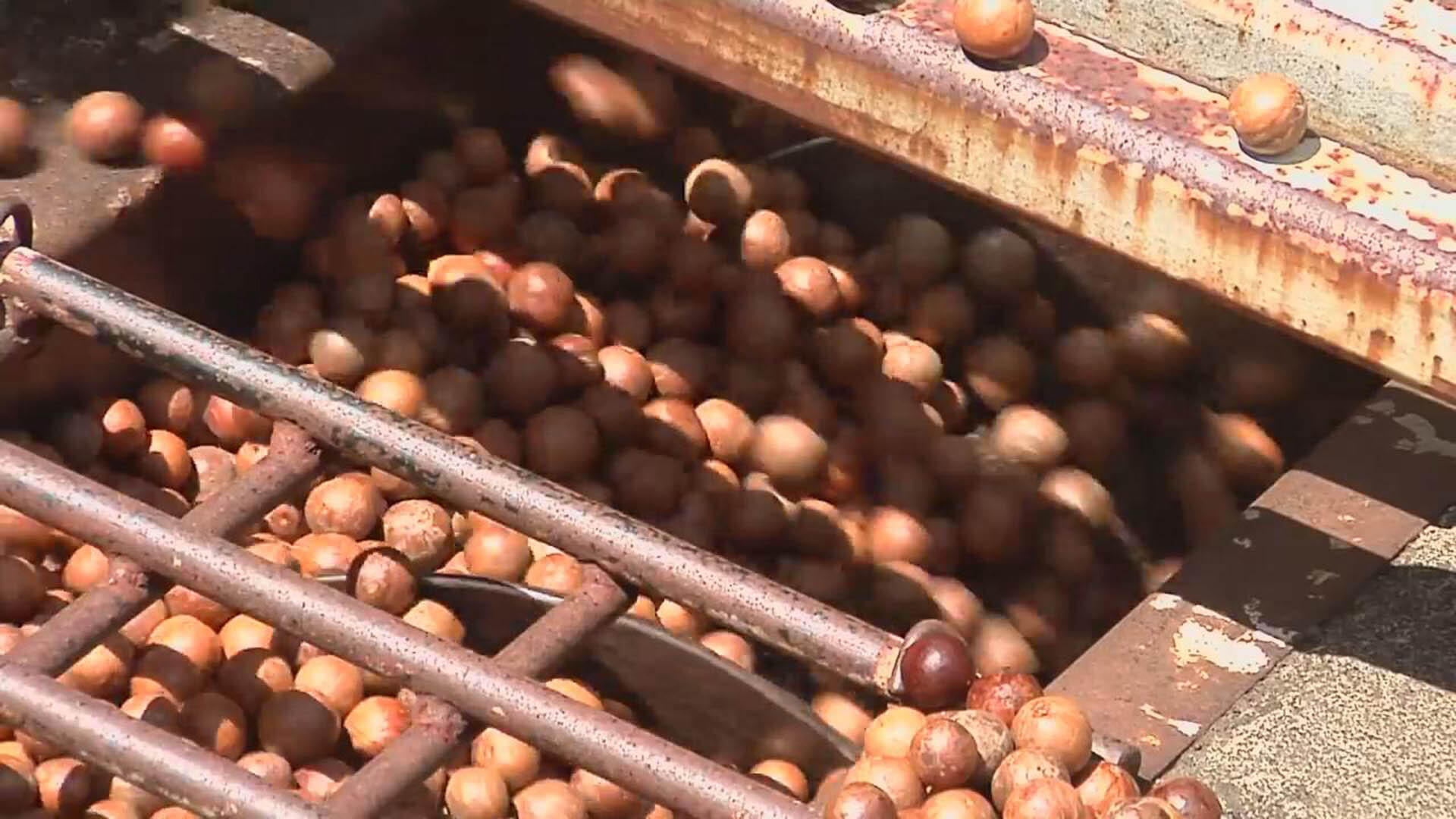 美國堅果加工廠處理夏威夷果流水線去殼取仁當零食