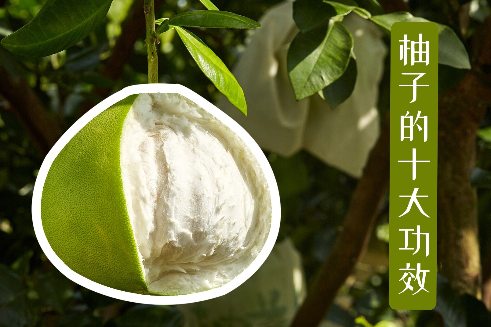 解密 | 清热止咳，青柚不为人知的十大功效之九