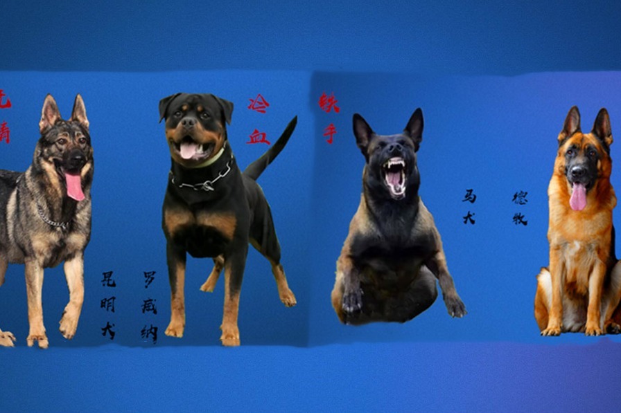 7个警用犬品种图片