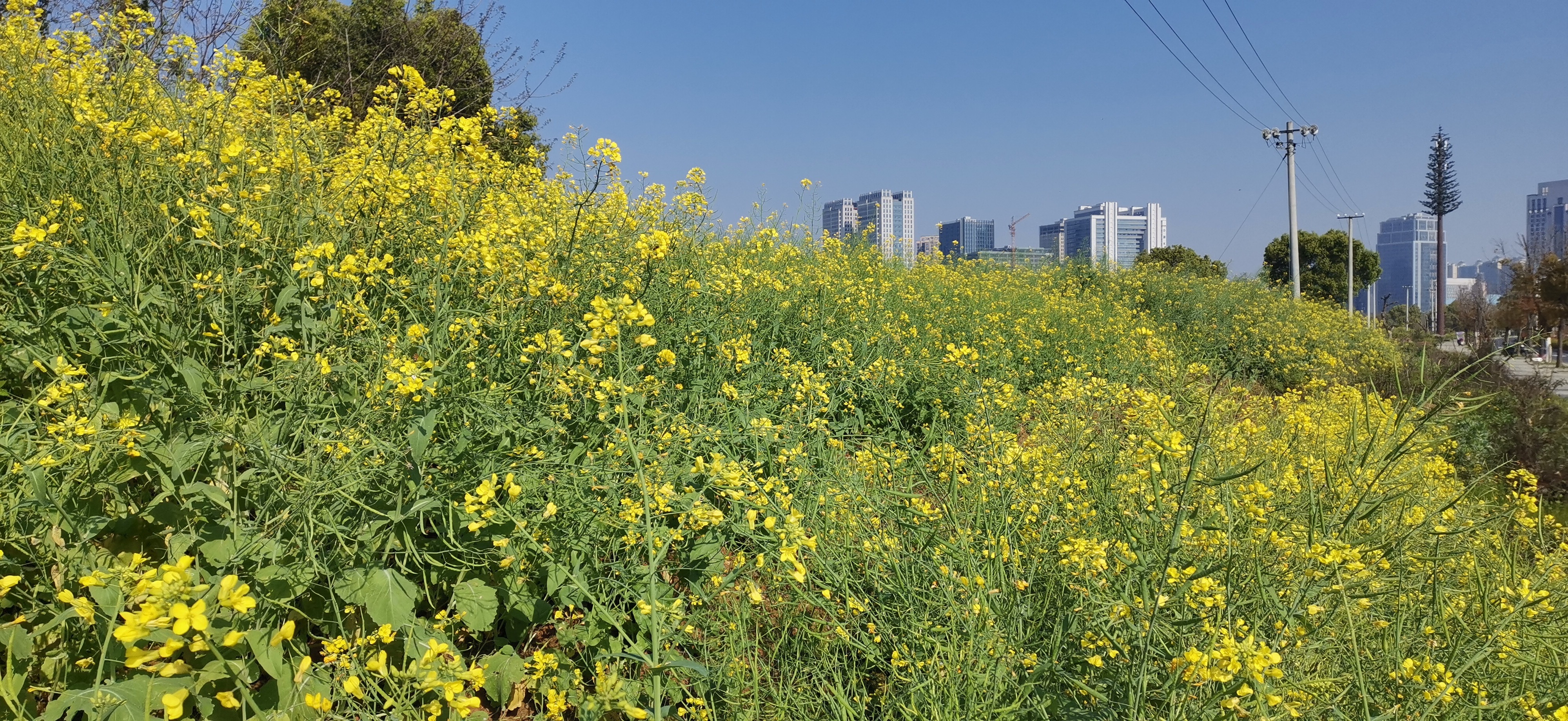 桤木河湿地公园油菜花图片