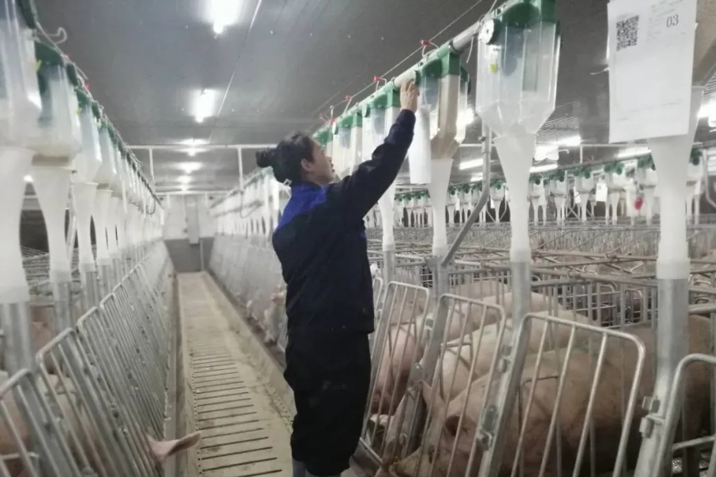 靖远50万头生猪种养产业园首迎新生命（3）