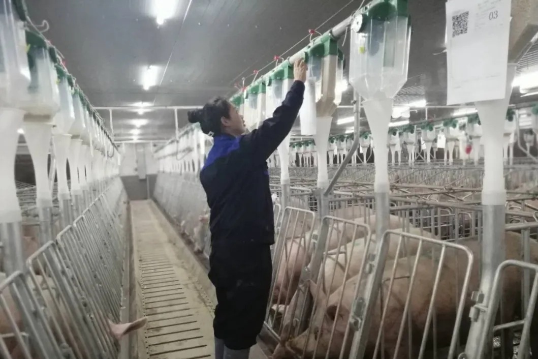 靖远50万头生猪种养产业园首迎新生命（2）