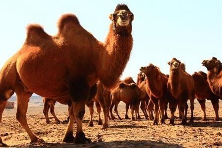 “荒漠猫”首入镜 敦煌湿地频现“野骆驼”群