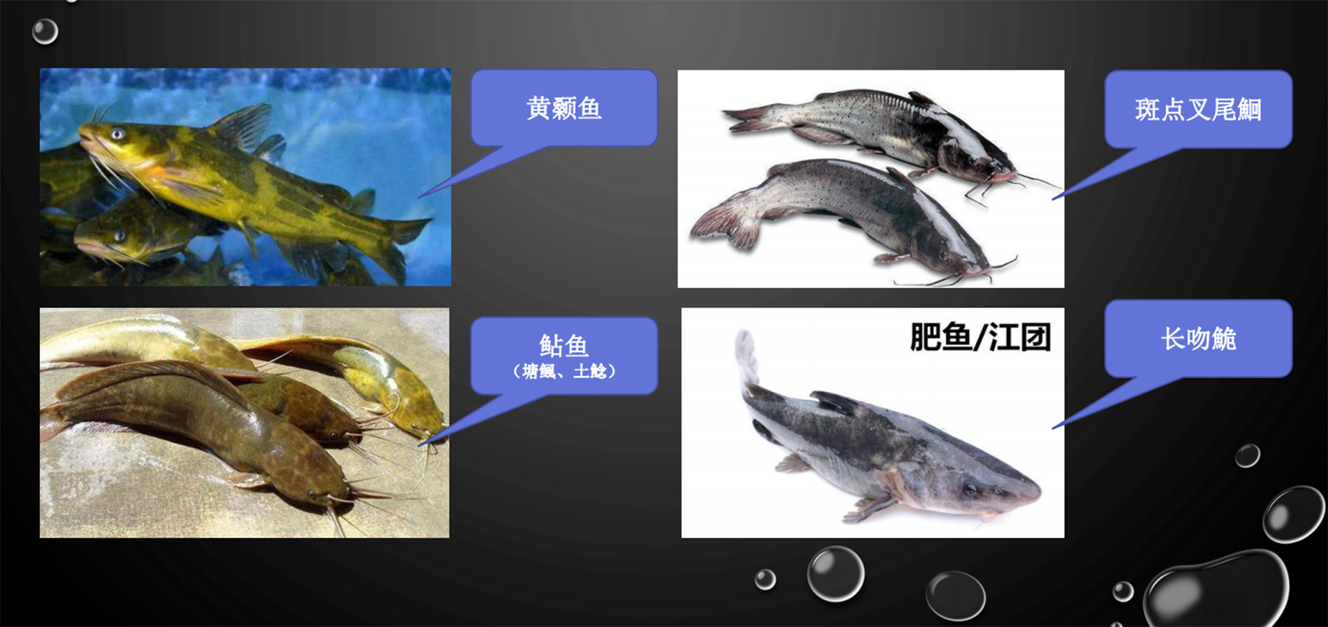 中国淡水养殖鮰鱼集合湖北人爱吃的黄颡鱼也在里面