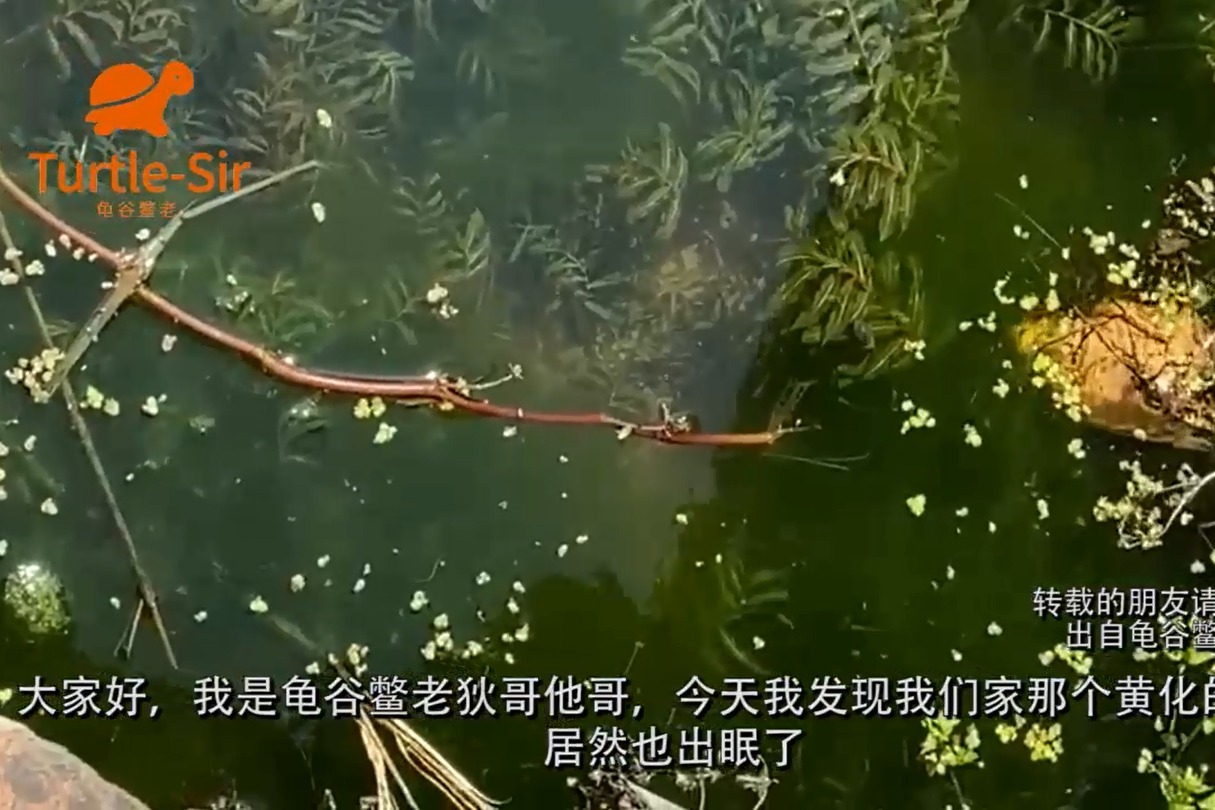 黄化的中华草龟也出眠了，难得拍到的品种「龟谷鳖老」