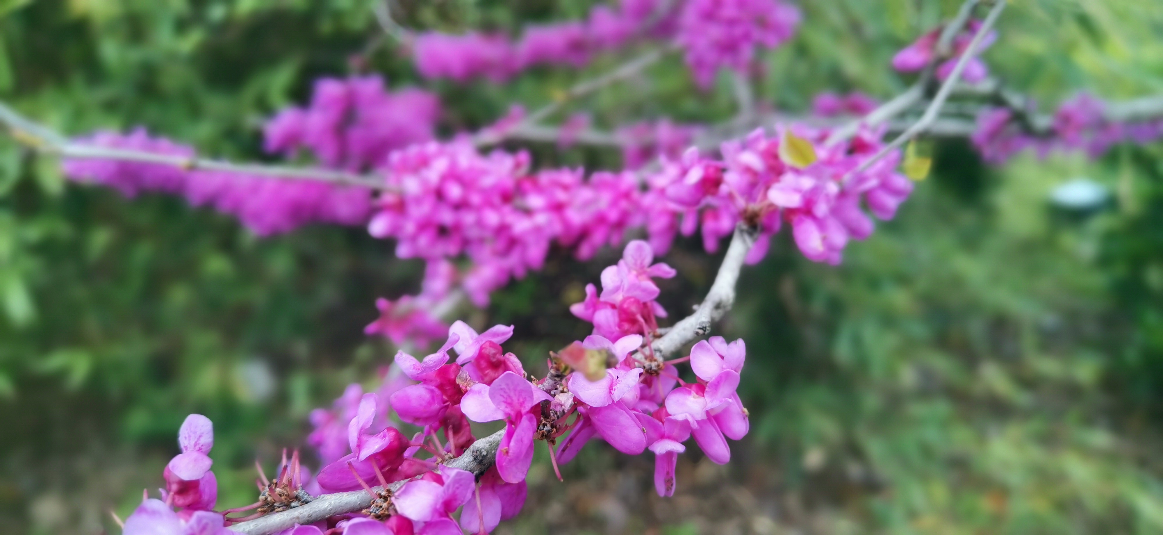 吉安视觉巨紫荆花团锦簇紫蝶般的艳丽花朵令人着迷