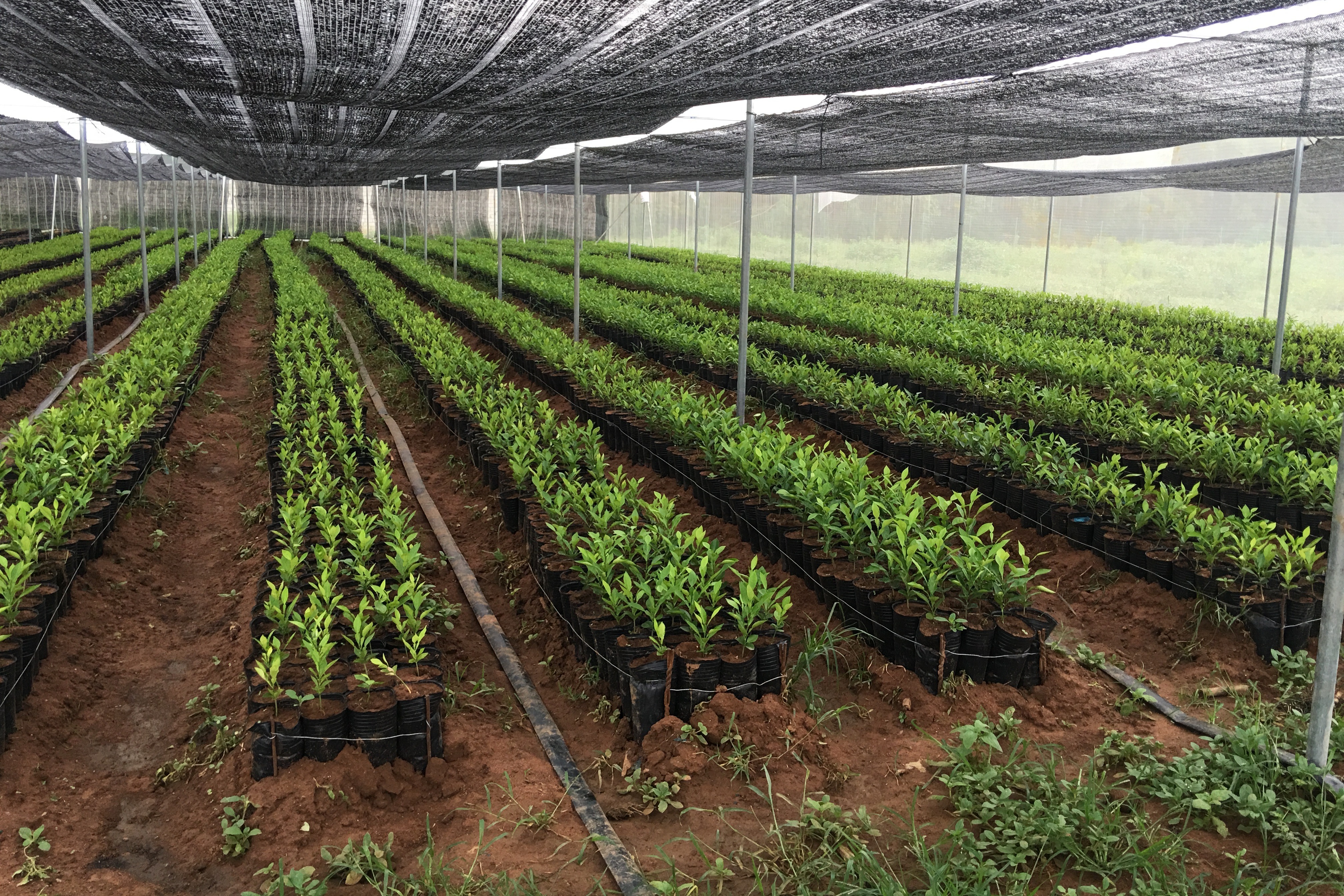 果树移栽种植确保90以上成活率必须要做的三步准备工作