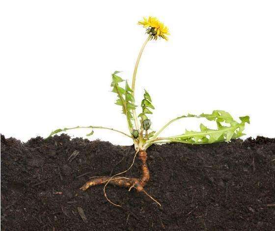 别看不起乡下的东西,这个"野草"有想不到的好处,农村人都知道