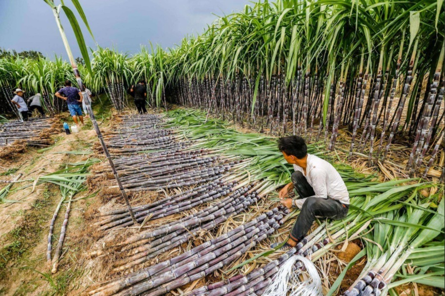 甘蔗刀的使用，提高了劳作效率