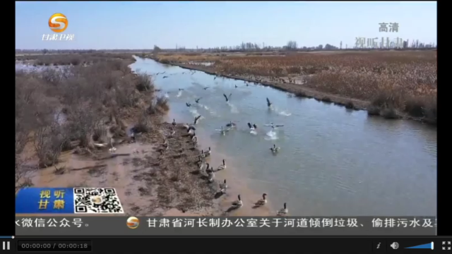张掖：数万只候鸟在黑河湿地觅食