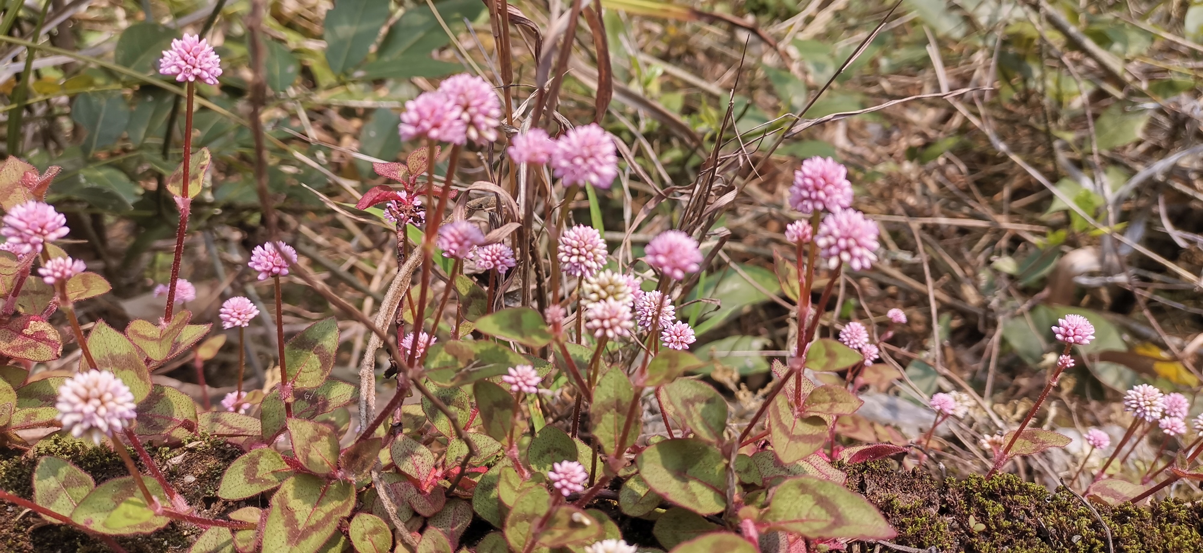 吉安视觉 :头花蓼 一种生命力极强的小野花 可以作药材用