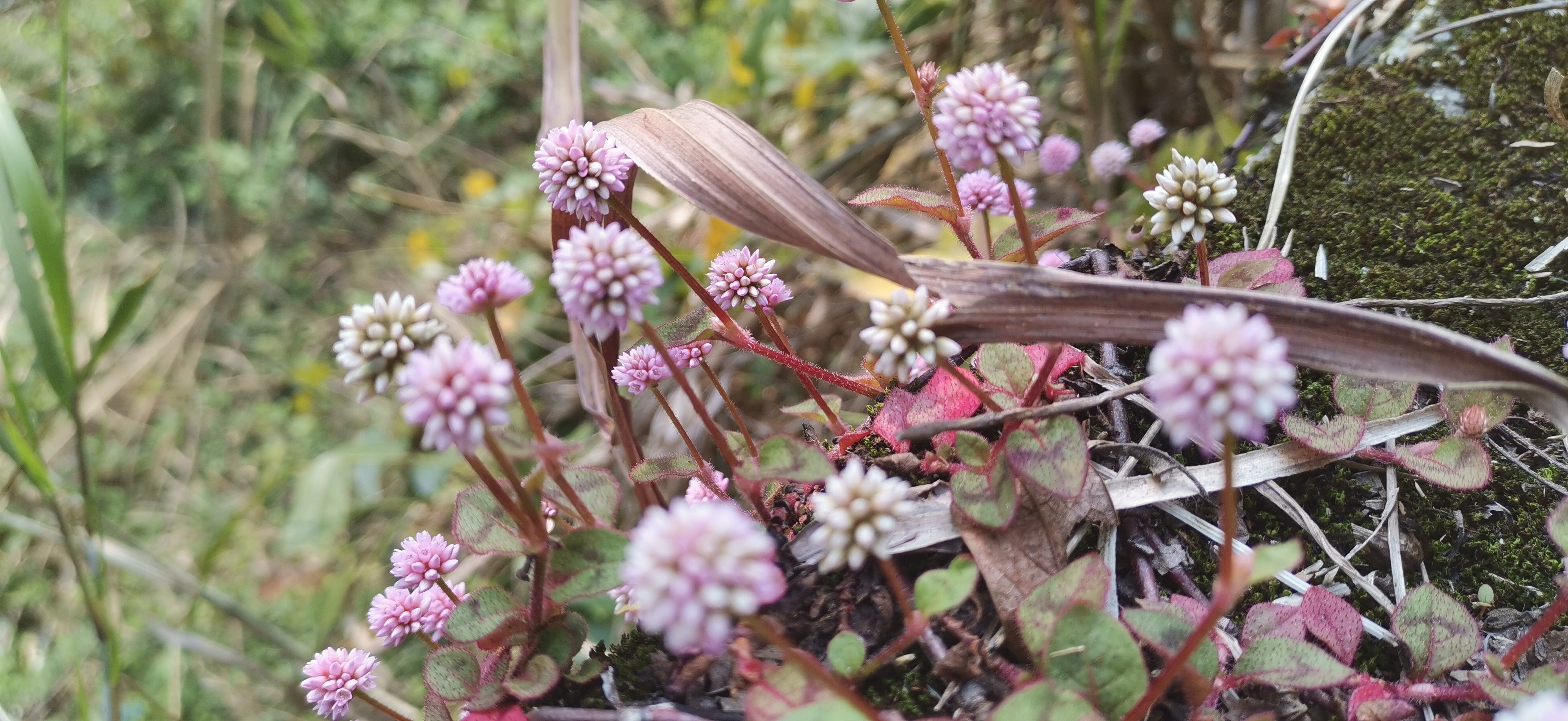吉安视觉 :头花蓼 一种生命力极强的小野花 可以作药材用