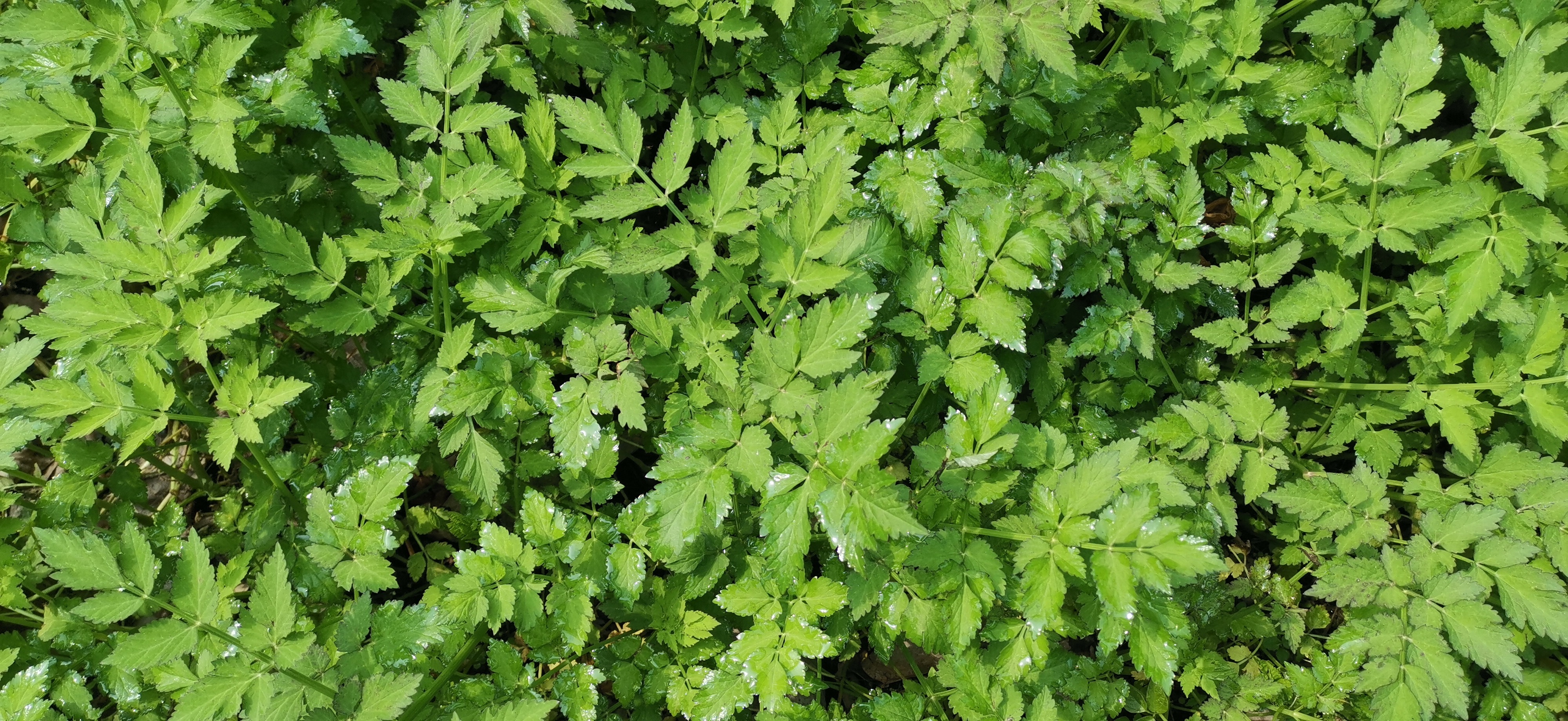 吉安视觉家乡的野芹菜真正的绿色无污染