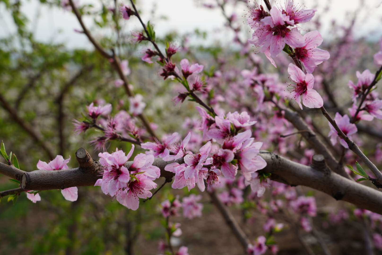 河南魯山美麗家園鄉村振興桃花筆會在血桃之鄉大年溝採風