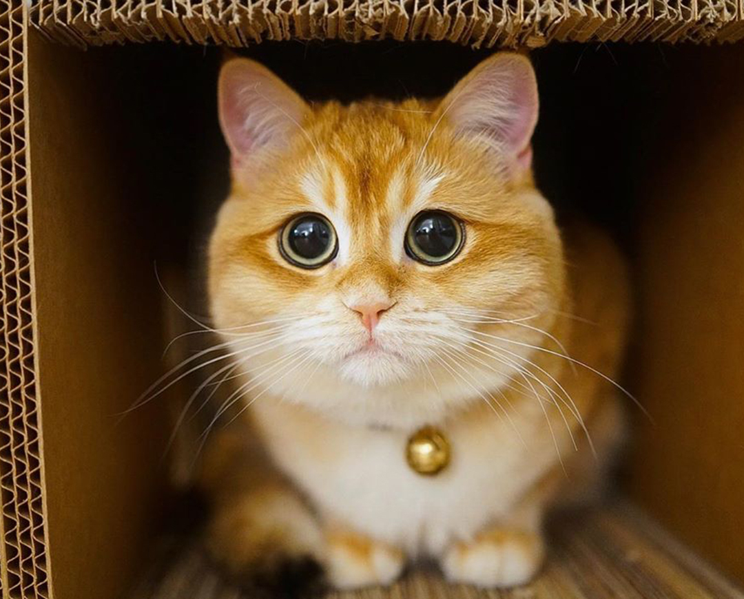 这金灿灿的金渐层小猫咪这么漂亮是镀金了吧!