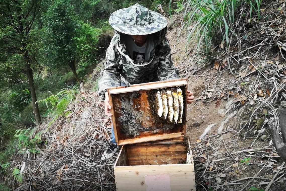 附近有人养蜜蜂怎样诱 怎样知道附近哪里有人养蜜蜂