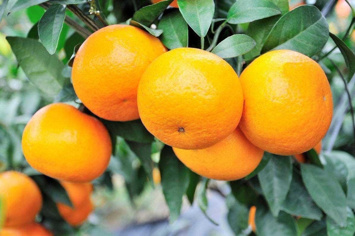 柑橘高接换种，时间、嫁接口位置、接穗等关键点如何操作？